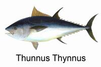 foto-Tunak-AlaLunga-1-thunnus-thynnus-the-biggest-mediterranean-tuna.jpg